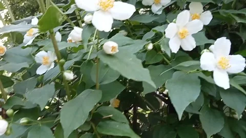 Blooming jasmine Stock Footage 310596671