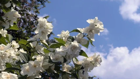 Blooming jasmine in the garden Stock Footage 110753186