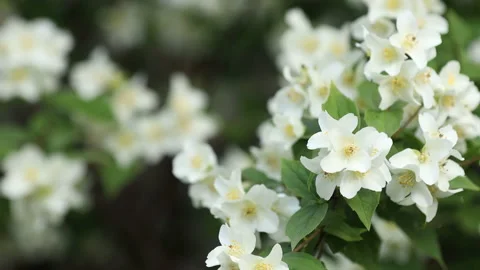 Blooming jasmine in the garden Stock Footage 131692702