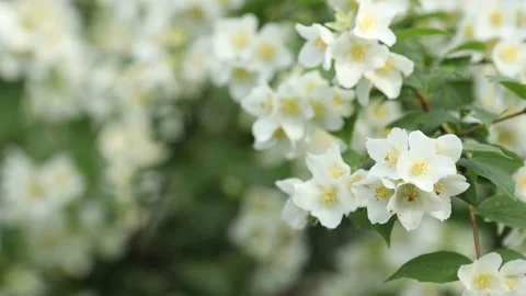 Blooming jasmine in the garden Stock Footage 131693231
