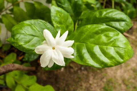Blooming jasmine. Stock Photos