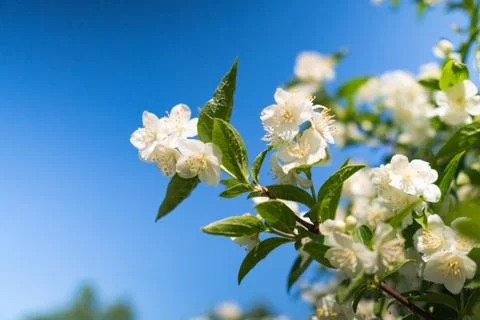 Blooming jasmine Stock Photos