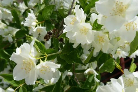 Blooming jasmine Stock Photos