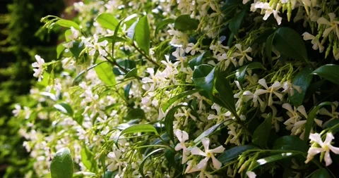 Blooming jasmine in the spring sun Stock Footage 212131033
