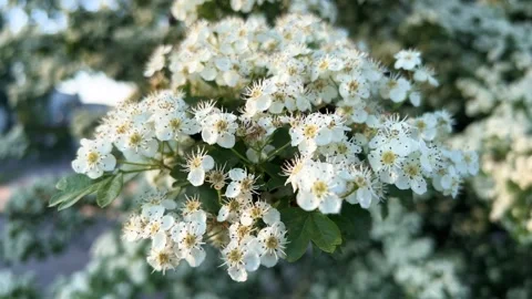 Blooming Jasmine Tree In Spring Stock Footage 241957029