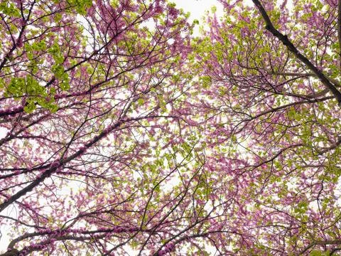 Blooming judas tree branches creating canopy of pink and green a Foto stock