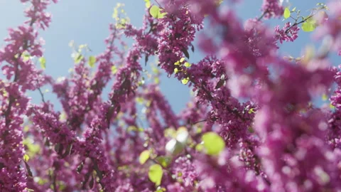 Blooming Judas tree with pink flowers. The bee collects pollen and nectar Stock Footage 309011072