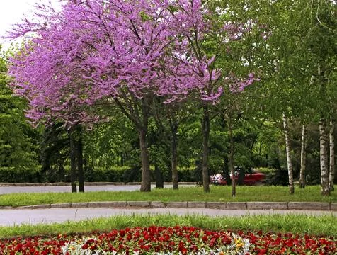 Blooming the Judean tree. Stock Photos