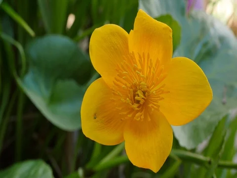 Blooming Kingcup or Marsh Marigold Stock Footage 74359840