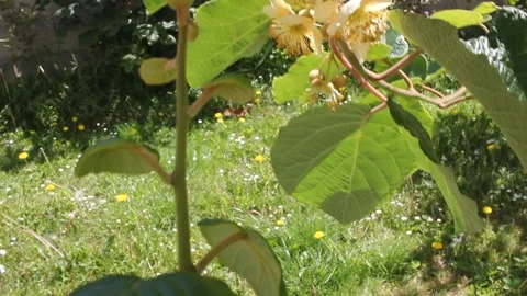 Blooming Kiwi Tree Flowers in Spring Garden Close Up 스톡 동영상 336343415