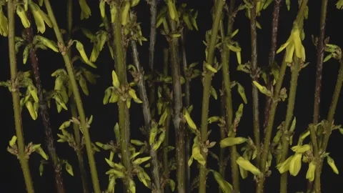 Blooming laburnum on a dark background, time lapse Stock Footage 150711836