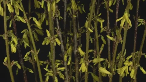 Blooming laburnum on a dark background, time lapse Stock Footage 150711964