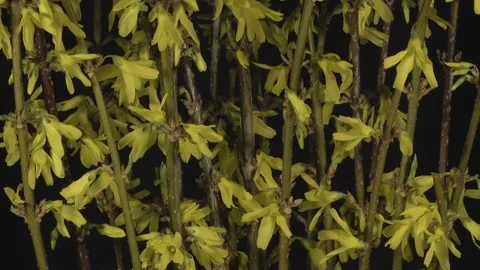 Blooming laburnum on a dark background, time lapse Stock Footage 151357866
