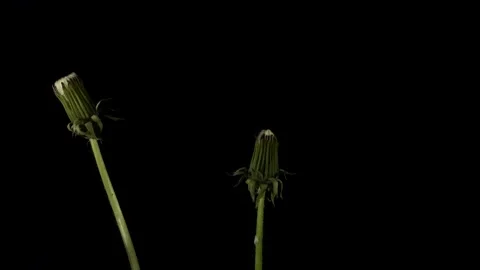 Blooming laburnum on a dark background, time lapse Stock Footage 159863489