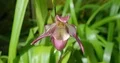 Blooming Lady's Slipper orchid flower Phragmipedium x leucorrhodum close up 4k or 4k+ Resolution