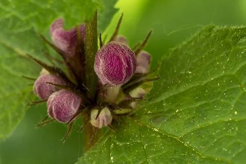 Blooming Lamium maculatum Stock Photos