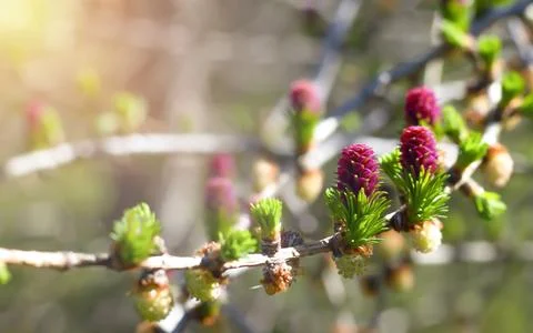 Blooming larch tree, sunny spring day, blurred lights. Stock Photos