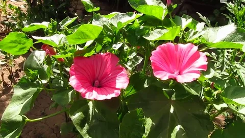 Blooming Lavatera Stock Footage 83131482