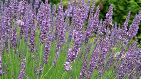 Blooming lavender and bees Stock Footage 236722423