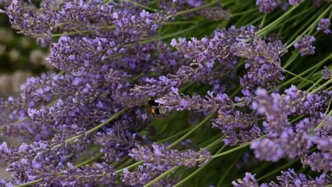 Blooming lavender with a bumblebee in soft summer light.  Stock Footage 338336907