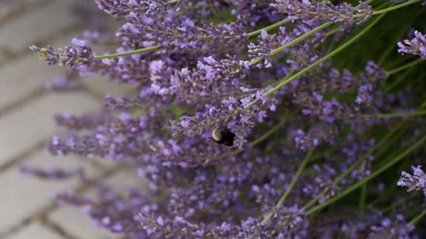 Blooming lavender with a bumblebee in soft summer light 库存影片 338336908