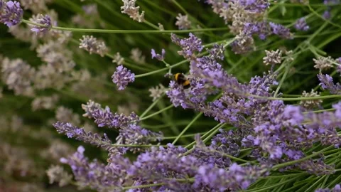 Blooming lavender with a bumblebee in soft summer light Stock Footage 338336910