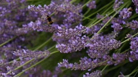 Blooming lavender with a bumblebee in soft summer light Stock Footage 338336914