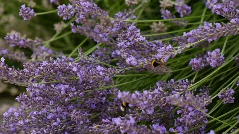 Blooming lavender with a bumblebee in soft summer light Stock Footage 338336915