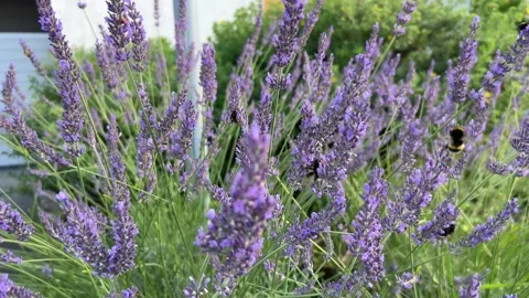Blooming lavender with a bumblebee in soft summer light Video stock 338336916