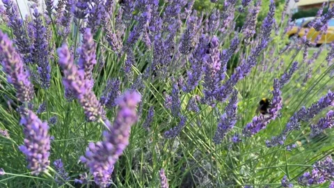 Blooming lavender with a bumblebee in soft summer light Видео 338336918