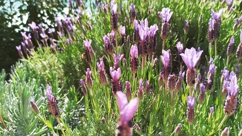 Blooming lavender bush with bees Vidéo 127706882