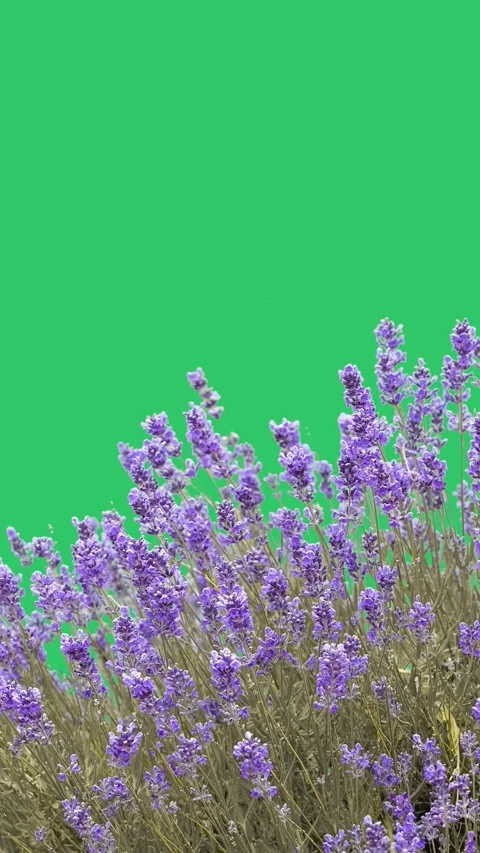 Blooming lavender bush isolated on solid green background. vertical video Video stock 336778893