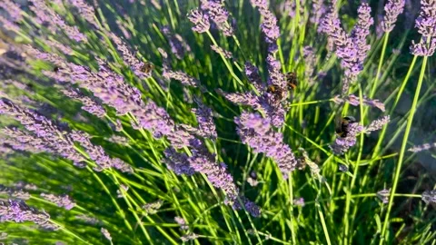 Blooming lavender bush sways gently in the bright afternoon sunlight.  Stock Footage 339689334