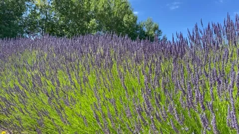 Blooming lavender bushes sway in the wind. Lavender field. Purple flowers Stock Footage 249143322