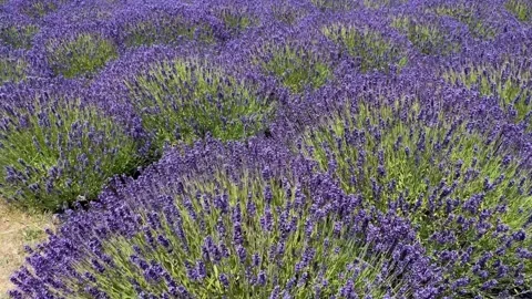 Blooming lavender bushes sway in the wind. Lavender field. Purple flowers Stock Footage 252107552