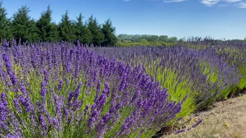 Blooming lavender bushes sway in the wind. Lavender field. Purple flowers Stock Footage 252565076