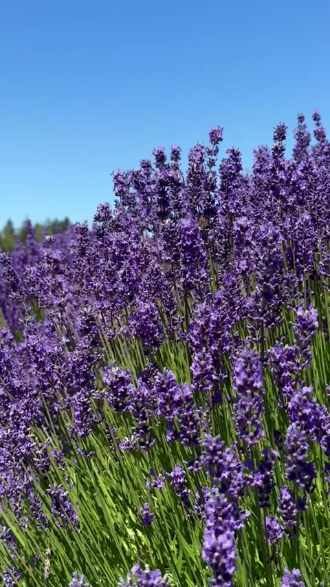 Blooming lavender bushes sway in the wind. Lavender field. Purple flowers Stock Footage 280639998
