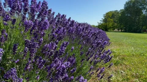 Blooming lavender bushes sway in the wind. Lavender farm field. Purple flowers Stock Footage 283165202