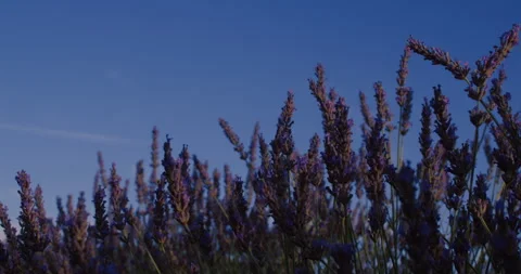 Blooming lavender close up Stock Footage 244882524