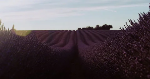 Blooming lavender close up 스톡 동영상 245638707