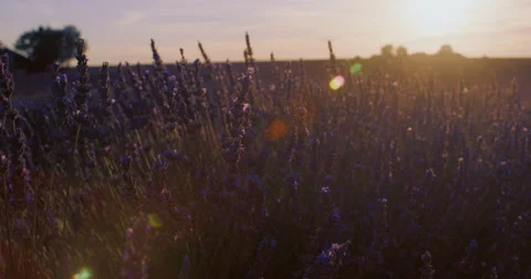 Blooming lavender close up Stock Footage 245639752