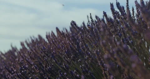 Blooming lavender close up Video stock 245640277