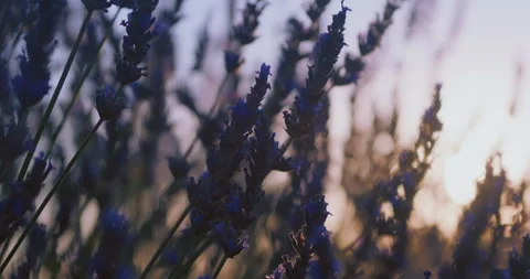 Blooming lavender close up Video stock 245640704