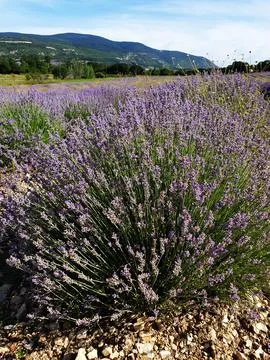 Blooming lavender close-up Stock Photos