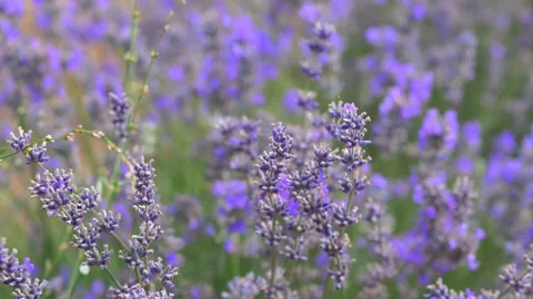 Blooming Lavender Field with Close-Up Purple Flowers. Stock Footage 342801193
