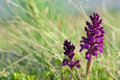 Blooming lavender field closeup Stock Photos