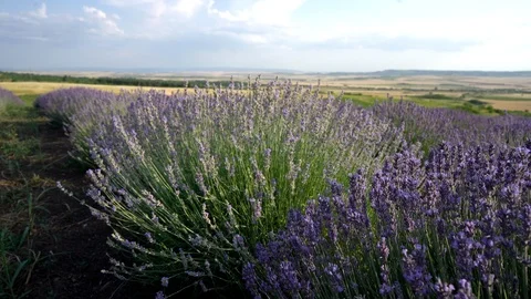 Blooming lavender field Stock Footage 116706677