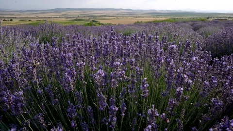 Blooming lavender field Stock Footage 116706722