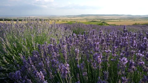 Blooming lavender field Stock Footage 116711770
