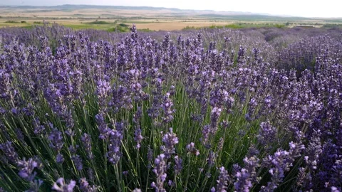 Blooming lavender field Stock Footage 116716573